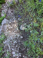 Calochortus subalpinus