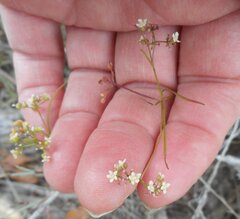 Platysace heterophylla heterophylla