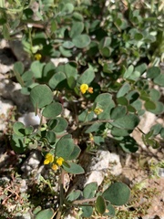 Acmispon maritimus