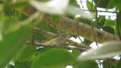 Conopophila albogularis