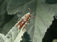 Polistes lineonotus