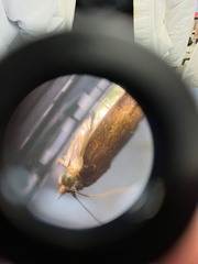 Lepidoptera