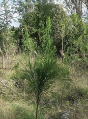 Exocarpos cupressiformis