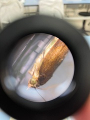 Lepidoptera