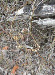 Platysace heterophylla heterophylla
