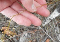 Platysace heterophylla heterophylla