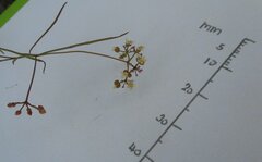 Platysace heterophylla heterophylla