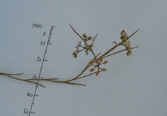 Platysace heterophylla heterophylla
