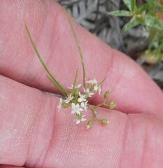 Platysace heterophylla