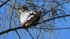 Ptilinopus aurantiifrons