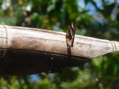 Catonephele numilia esite