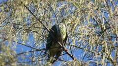 Ptilinopus aurantiifrons