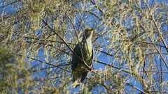 Ptilinopus aurantiifrons