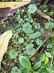 Hydrocotyle moschata