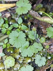 Hydrocotyle moschata