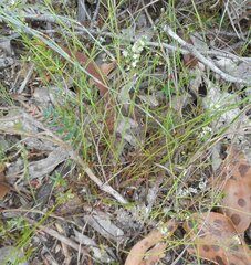 Platysace heterophylla