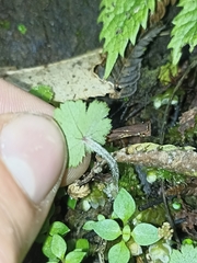 Hydrocotyle moschata