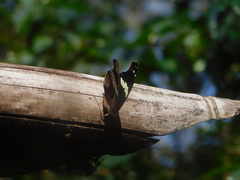 Catonephele numilia esite