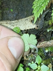 Hydrocotyle moschata