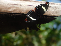 Catonephele numilia esite