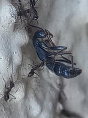 Leptogenys chinensis