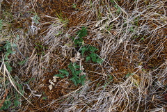 Magadania olaensis