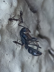 Leptogenys chinensis