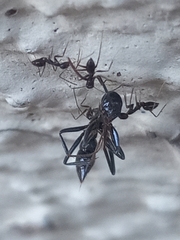 Leptogenys chinensis