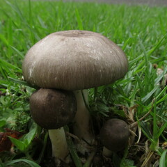 Agaricus endoxanthus