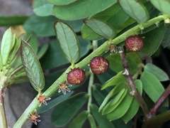 Phyllanthus urinaria hookeri