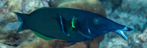 Bird Wrasse