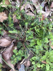 Phyllanthus urinaria hookeri