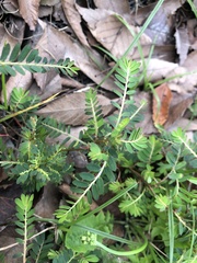 Phyllanthus urinaria hookeri