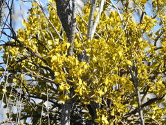 Phoradendron macrophyllum