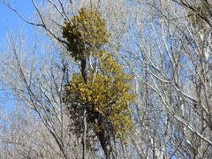 Phoradendron macrophyllum