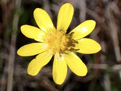 Ranunculus californicus