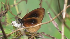 Euploea netscheri