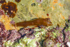 Apletodon dentatus