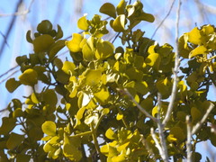 Phoradendron macrophyllum