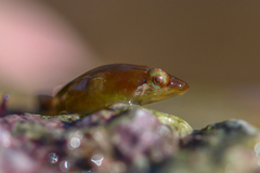 Apletodon dentatus