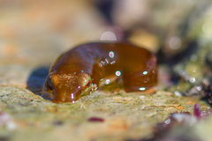 Apletodon dentatus
