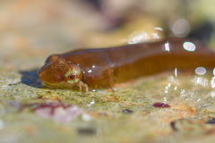 Apletodon dentatus