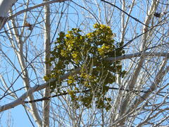 Phoradendron macrophyllum