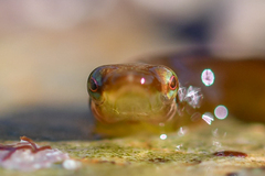 Apletodon dentatus