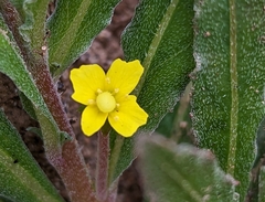 Camissoniopsis micrantha