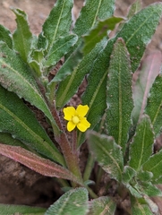 Camissoniopsis micrantha