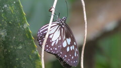 Ideopsis juventa