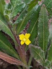 Camissoniopsis micrantha