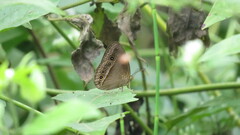 Mycalesis bazochii