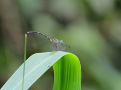 Nannophlebia eludens